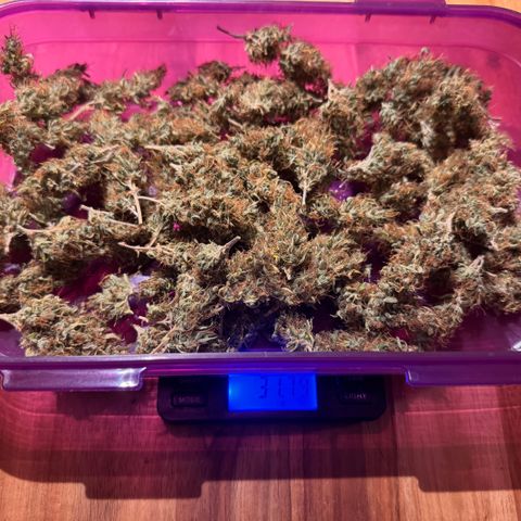 Fat Banana Auto #1 -89g growlog photo: 19:15