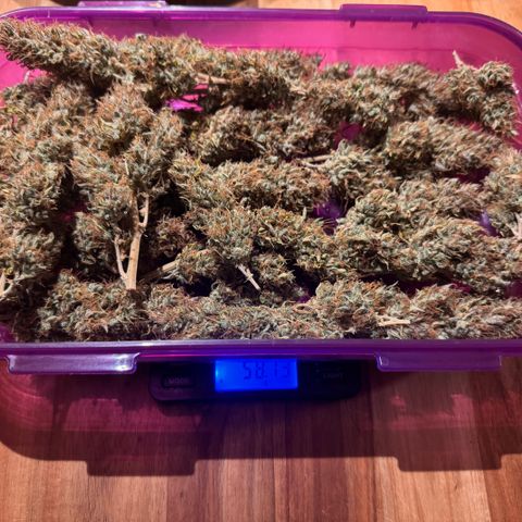 Fat Banana Auto #1 -89g growlog photo: 19:15