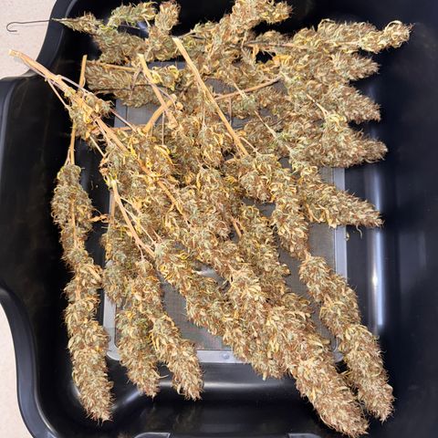 Fat Banana Auto #1 -89g growlog photo: 13:55