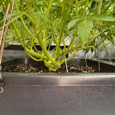 Apple Fritter Auto #3  -85g growlog photo: 16:49