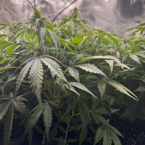Apple Fritter Auto #3  -85g growlog photo: 16:49