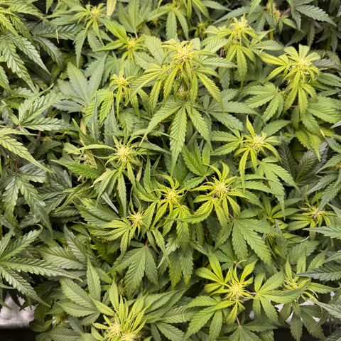 Apple Fritter Auto #3  -85g growlog photo: 16:49