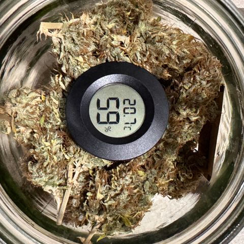 Fat Banana Auto #1 -89g growlog photo: 23:45