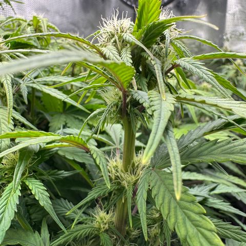 Apple Fritter Auto #3  -85g growlog photo: 23:47