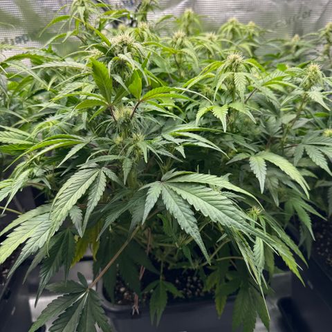 Apple Fritter Auto #3  -85g growlog photo: 23:47