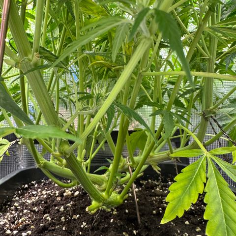 Apple Fritter Auto #3  -85g growlog photo: 23:47