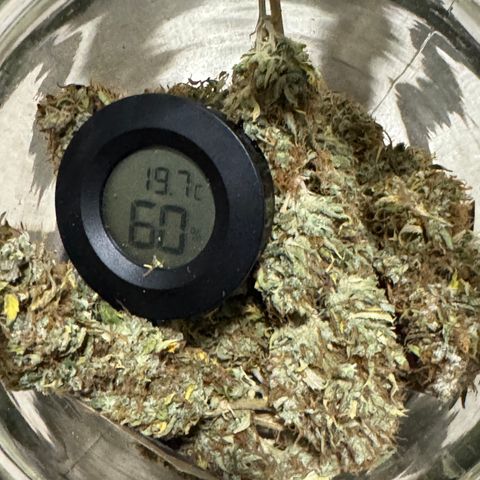 Fat Banana Auto #1 -89g growlog photo: 11:08