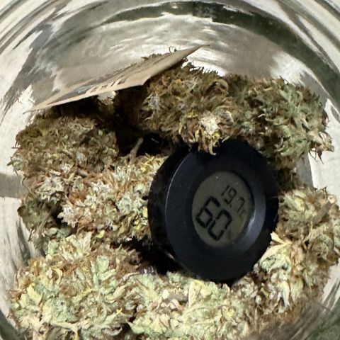 Fat Banana Auto #1 -89g growlog photo: 11:08