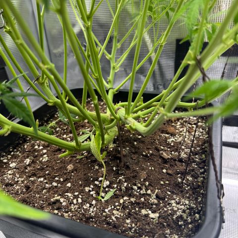 Apple Fritter Auto #3  -85g growlog photo: 19:09