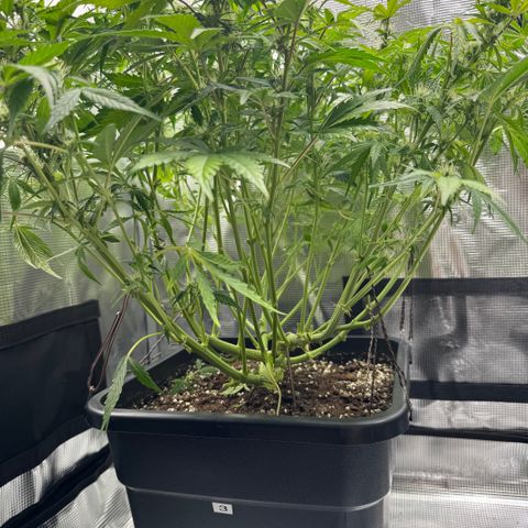 Apple Fritter Auto #3  -85g growlog photo: 19:09