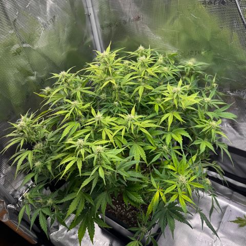 Apple Fritter Auto #3  -85g growlog photo: 19:09