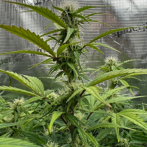 Apple Fritter Auto #3  -85g growlog photo: 19:09
