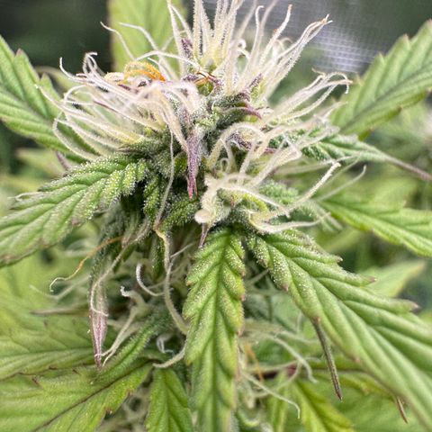 Apple Fritter Auto #3  -85g growlog photo: 19:09
