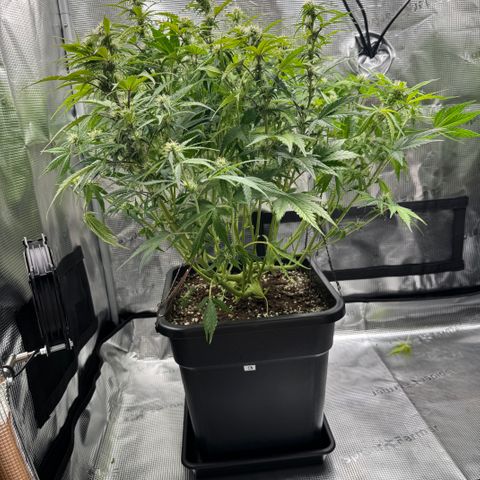 Apple Fritter Auto #3  -85g growlog photo: 19:09
