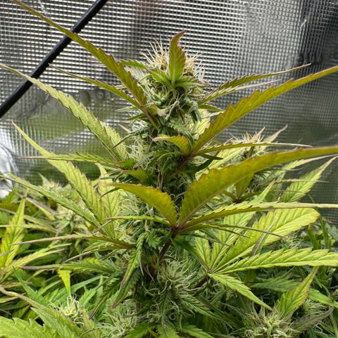 Apple Fritter Auto #3  -85g growlog photo: 22:09