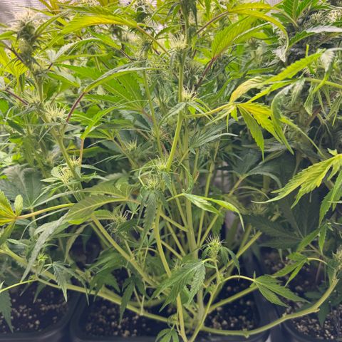 Apple Fritter Auto #3  -85g growlog photo: 22:09
