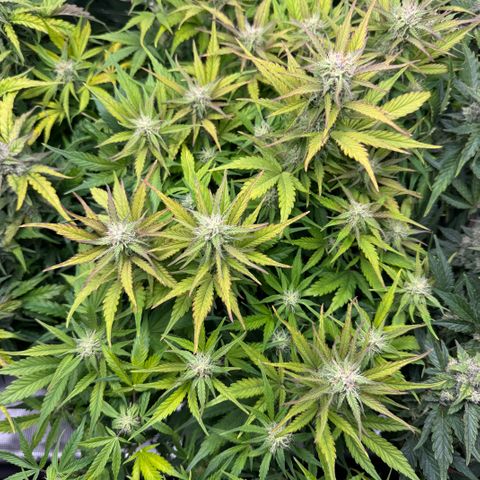 Apple Fritter Auto #3  -85g growlog photo: 22:09