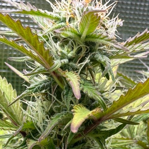 Apple Fritter Auto #3  -85g growlog photo: 22:09