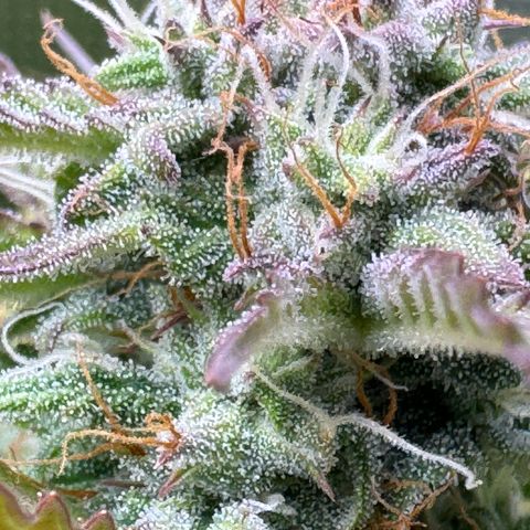 Apple Fritter Auto #3  -85g growlog photo: 20:29
