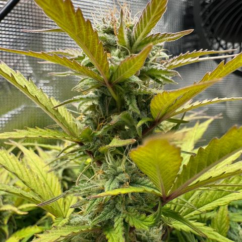 Apple Fritter Auto #3  -85g growlog photo: 20:29