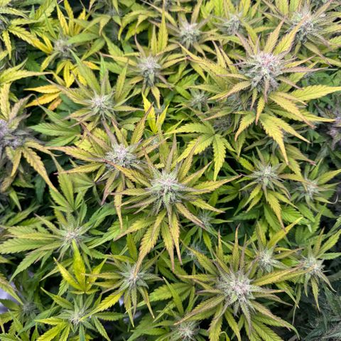 Apple Fritter Auto #3  -85g growlog photo: 20:29