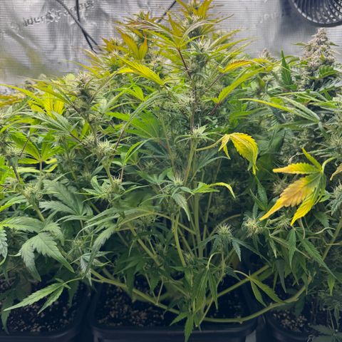 Apple Fritter Auto #3  -85g growlog photo: 20:29