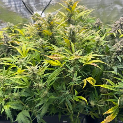 Apple Fritter Auto #3  -85g growlog photo: 20:29