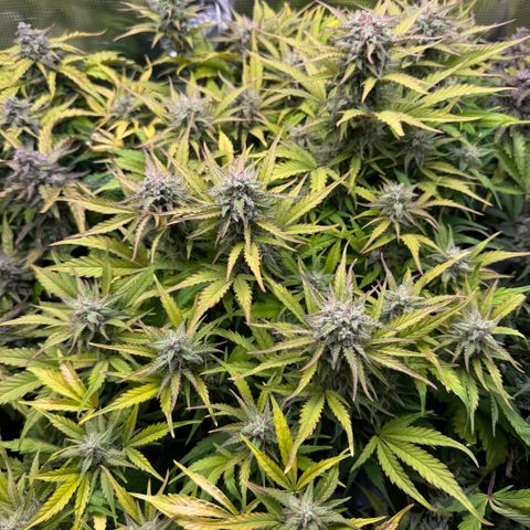 Apple Fritter Auto #3  -85g growlog photo: 22:50