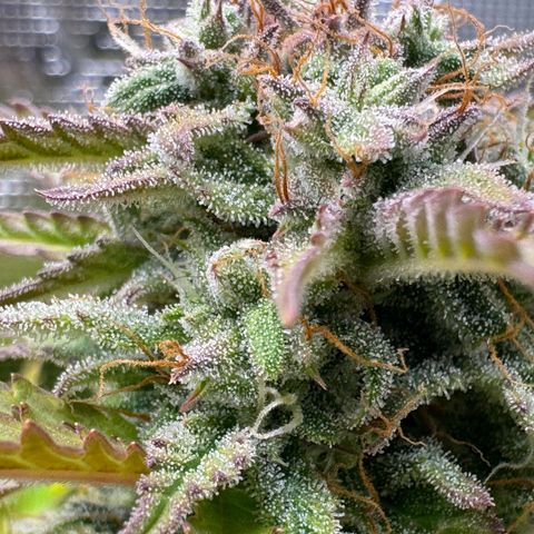 Apple Fritter Auto #3  -85g growlog photo: 22:50