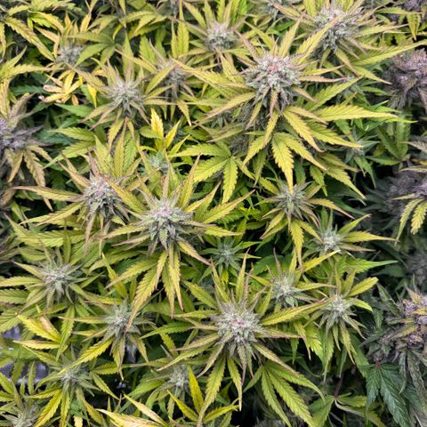 Apple Fritter Auto #3  -85g growlog photo: 22:50