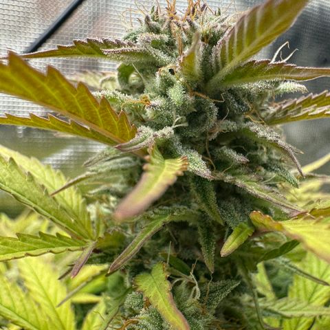 Apple Fritter Auto #3  -85g growlog photo: 22:50
