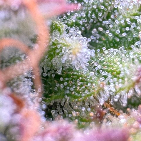 Apple Fritter Auto #3  -85g growlog photo: 22:51