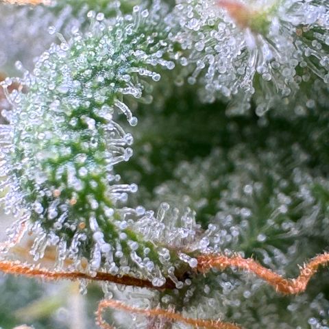 Apple Fritter Auto #3  -85g growlog photo: 22:51