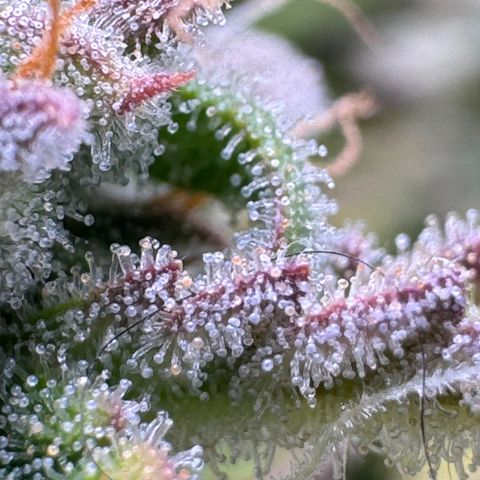 Apple Fritter Auto #3  -85g growlog photo: 22:51