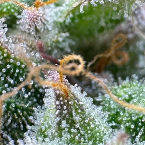 Apple Fritter Auto #3  -85g growlog photo: 22:51