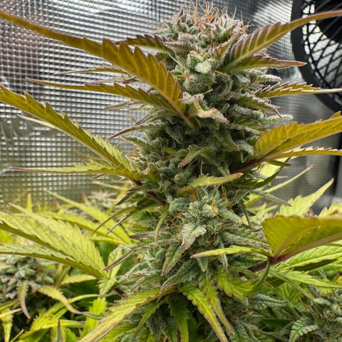 Apple Fritter Auto #3  -85g growlog photo: 22:51