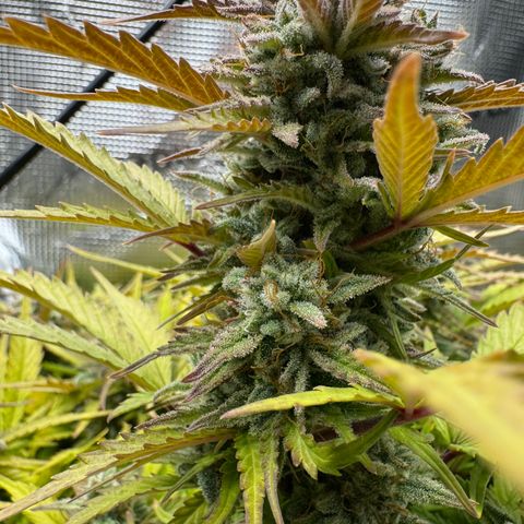 Apple Fritter Auto #3  -85g growlog photo: 10:20