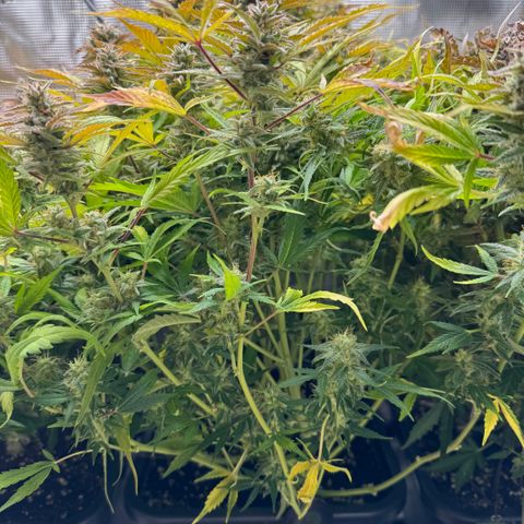 Apple Fritter Auto #3  -85g growlog photo: 10:20