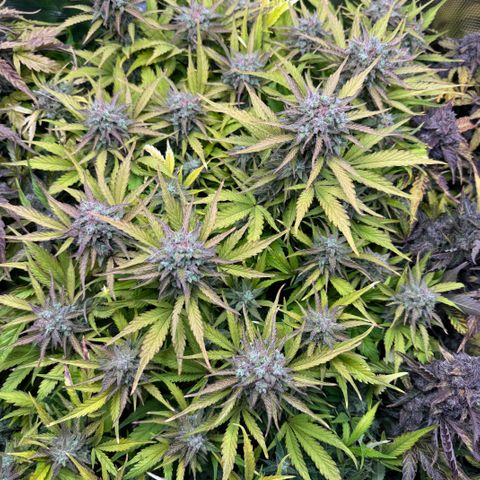 Apple Fritter Auto #3  -85g growlog photo: 10:20