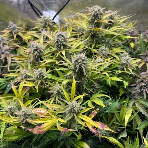 Apple Fritter Auto #3  -85g growlog photo: 22:51