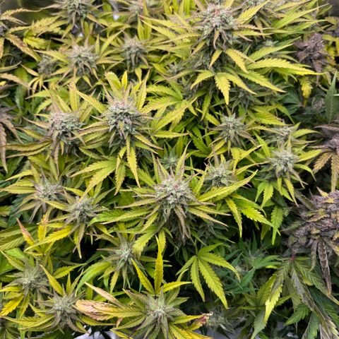 Apple Fritter Auto #3  -85g growlog photo: 22:51