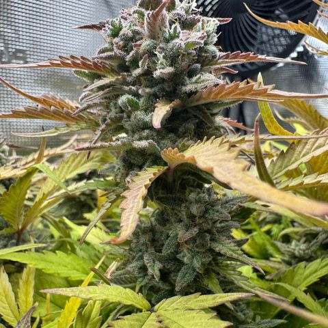 Apple Fritter Auto #3  -85g growlog photo: 21:38
