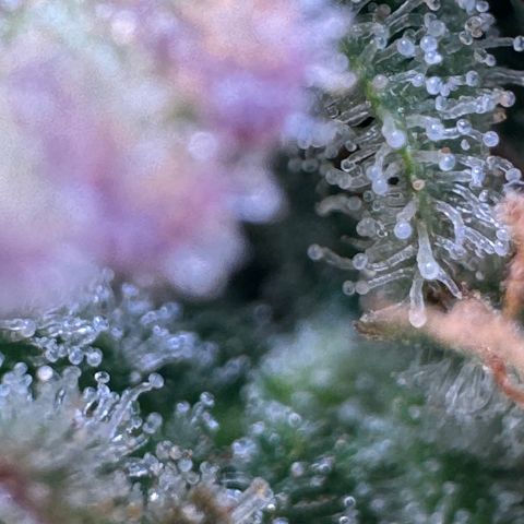 Apple Fritter Auto #3  -85g growlog photo: 21:38