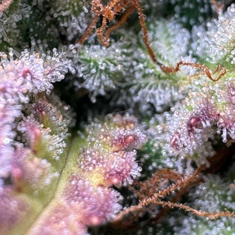 Apple Fritter Auto #3  -85g growlog photo: 21:38