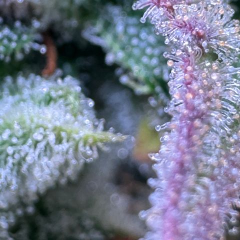 Apple Fritter Auto #3  -85g growlog photo: 21:38