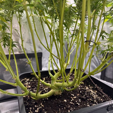 Apple Fritter Auto #3  -85g growlog photo: 21:38
