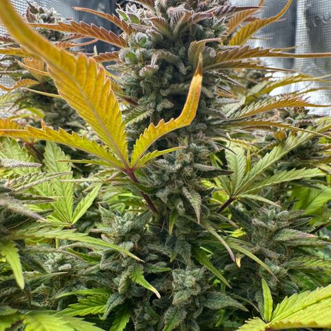 Apple Fritter Auto #3  -85g growlog photo: 21:38