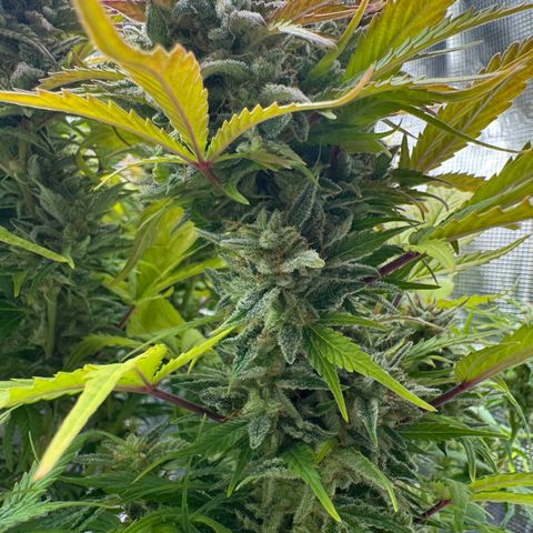 Apple Fritter Auto #3  -85g growlog photo: 21:38