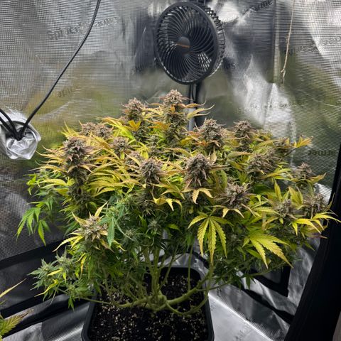 Apple Fritter Auto #3  -85g growlog photo: 21:38