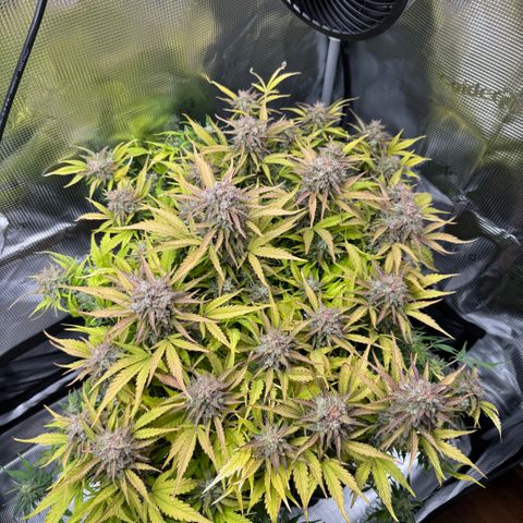 Apple Fritter Auto #3  -85g growlog photo: 21:38